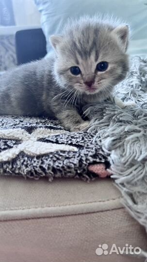 Шотландские котята