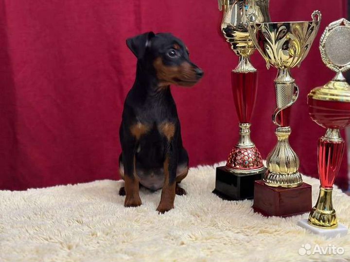 Щенок цвергпинчер