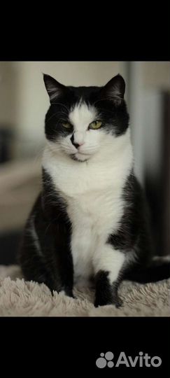 Кошка в добрые руки