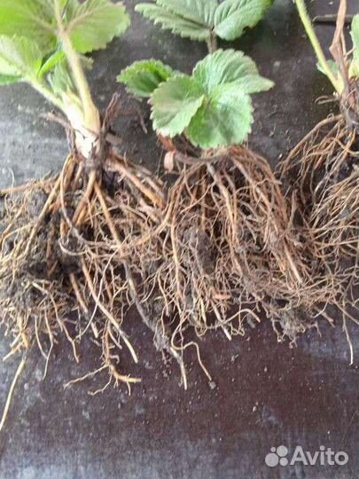 Рассада клубники и Малины