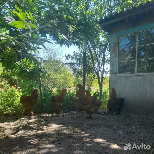Куры брама