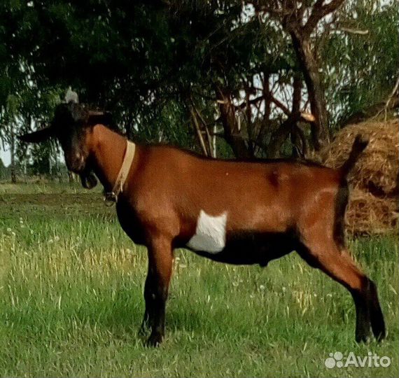 Козы дойные молочные. Козлята. Продажа