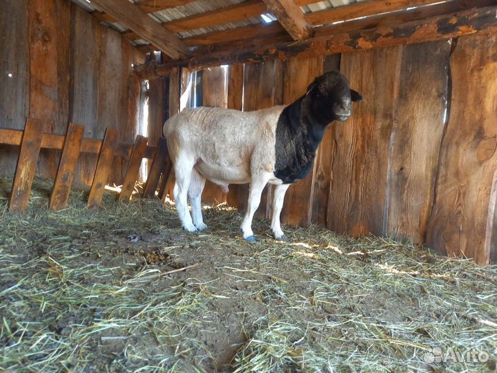 Бараны дорпер