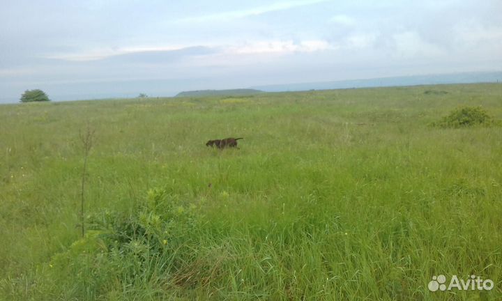 Щенки курцхаара