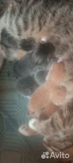 Котята ставим бронь родились 4 мая