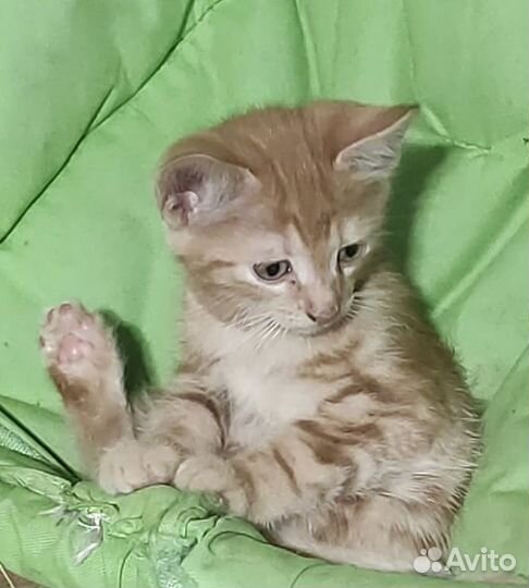 Рыжий котёнок