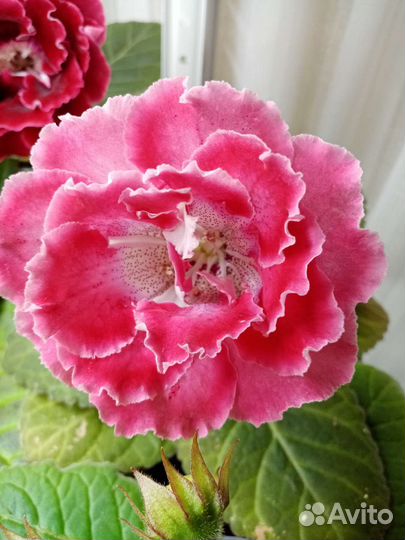 Глоксинии семена