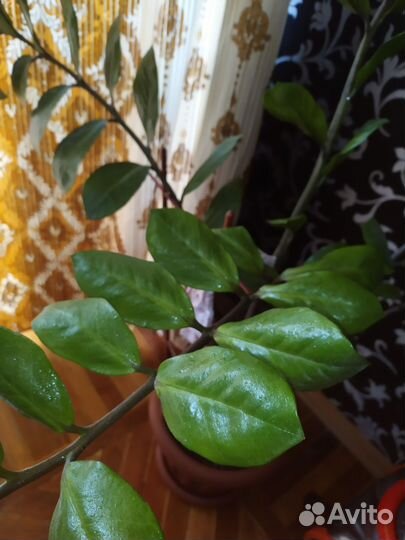 Замиокулькас