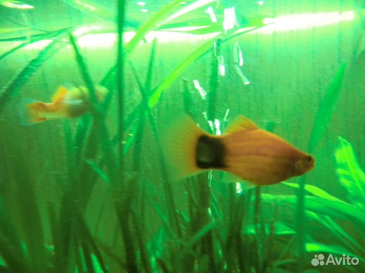 Меченосец-пицилия