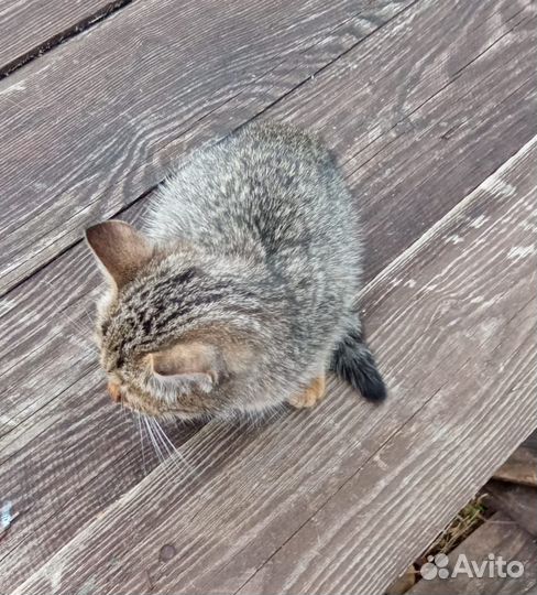 Котенок девочка в добрые руки