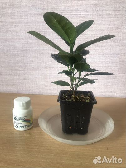 Фикус Моклейм