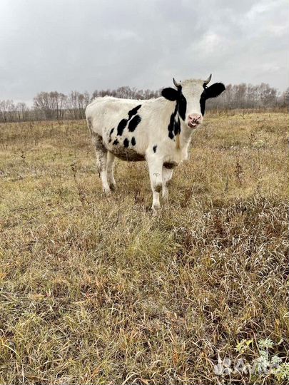 Нетель стельная