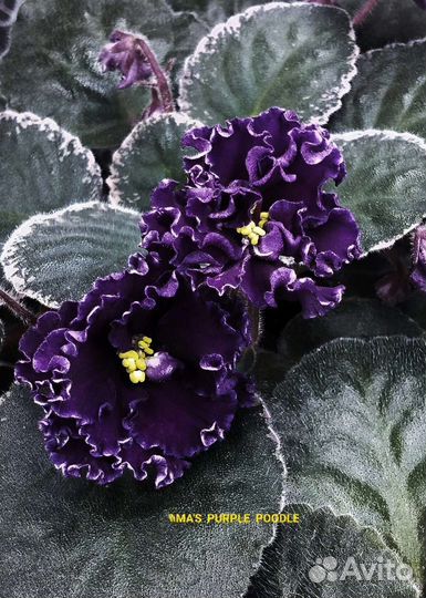 Сортовые Фиалки