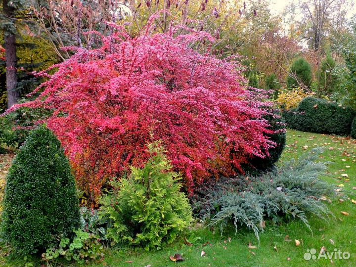 Продажа декоративных многолетников и хвойных