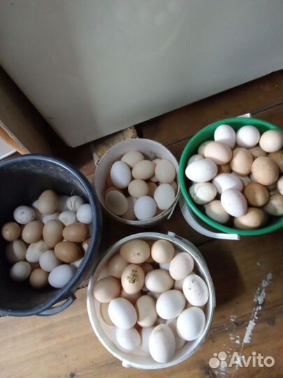 Домашние куриные яйца оптом