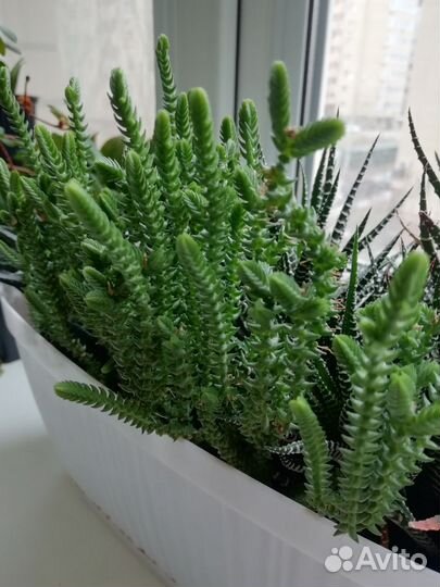 Суккуленты