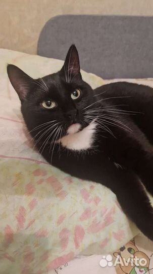 Кот Макс мечтает о семье