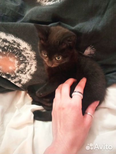 Отдам в добрые руки