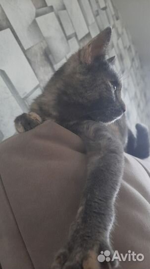 Кошечка в добрые руки