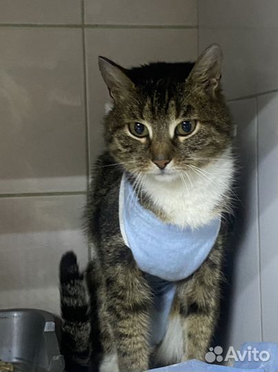 Кошка 1,5 года