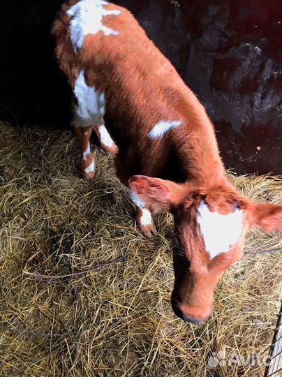 Телята. Доставка