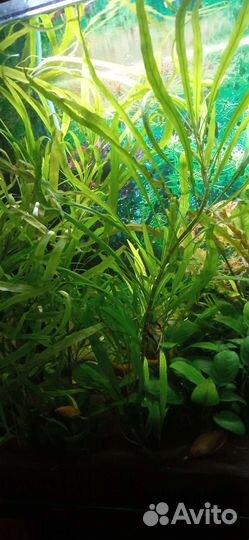 Аквариумные растения