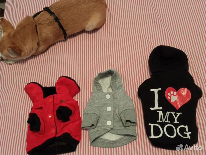 Одежда для собак мелких пород