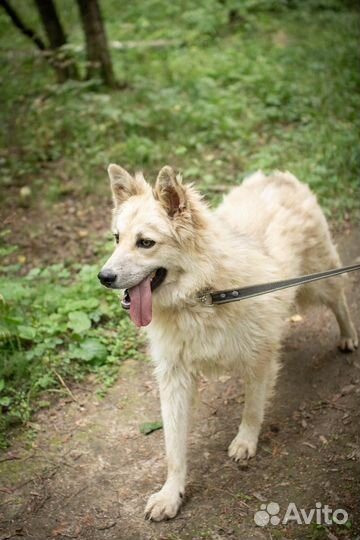 Пэтти - сладкий пирожок ищет Дом