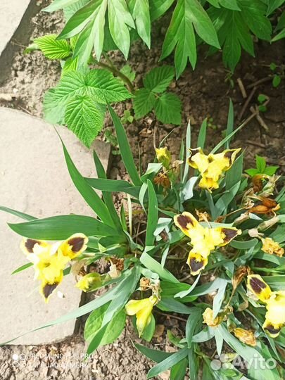 Мирабилис, зорька ночная, тюльпаны, хоста ирисы