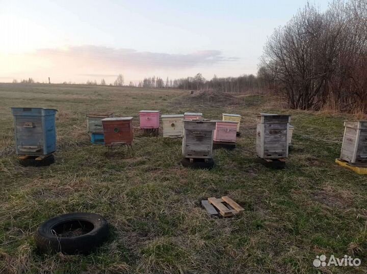 Пчелосемьи