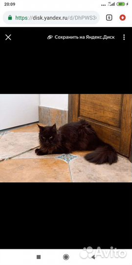 Мейн-кун девочка в добрые руки