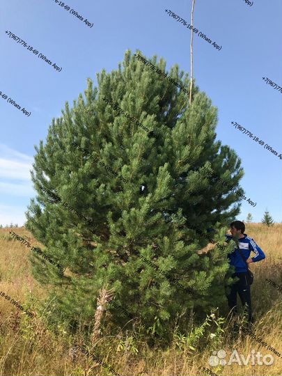 Сосна крупномер качество премиум