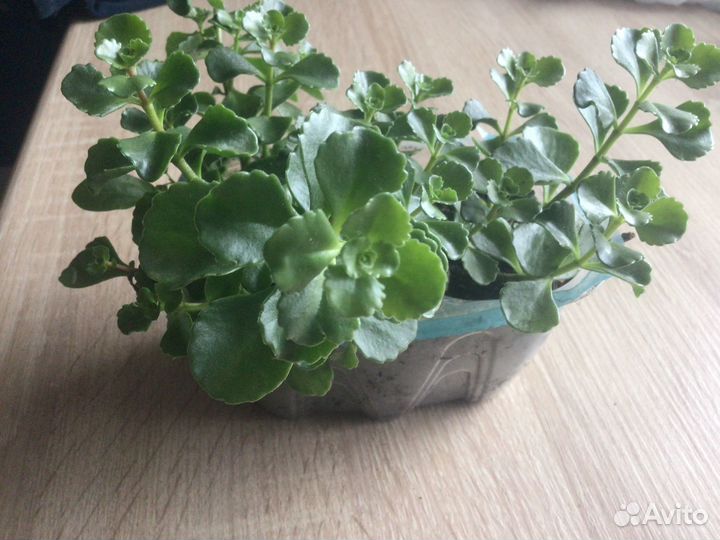 В наличии Флоксы Очиток красный Многолетка