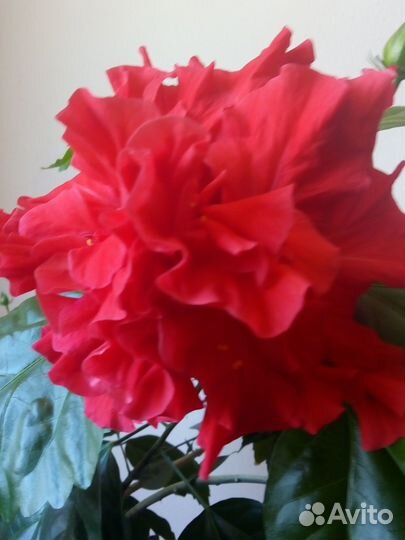 Гибискус комнатный домашний