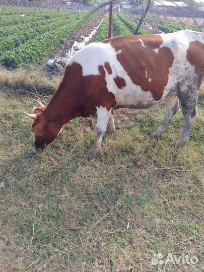 Первотелочки