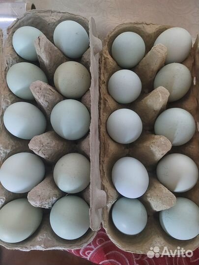 Инкубационное яйцо ухейилюй -лакендази