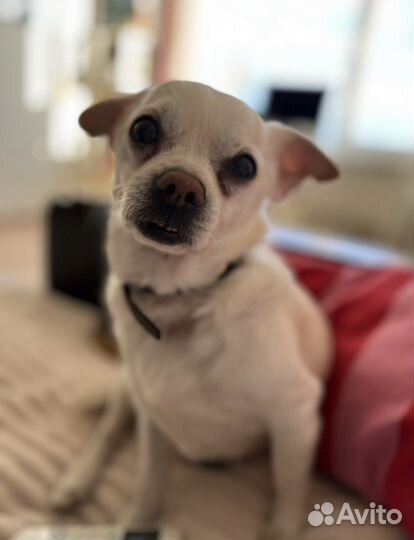 Чихуахуа отдам в хорошие руки