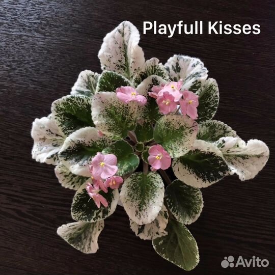 Фиалки пестролистные