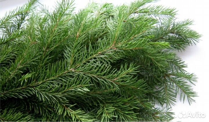 Елка натуральная, еловые ветки,лапник.веточки елки