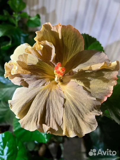 Гибискус Moorea Anastasiа