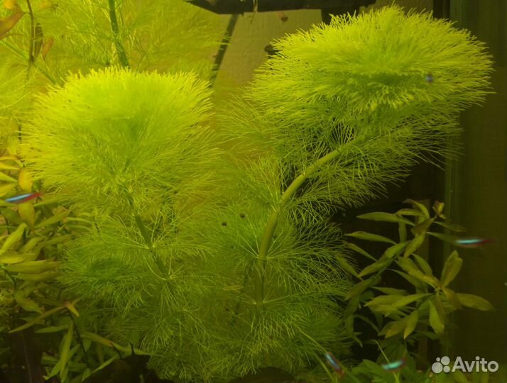 Аквариумные растения (прополка)