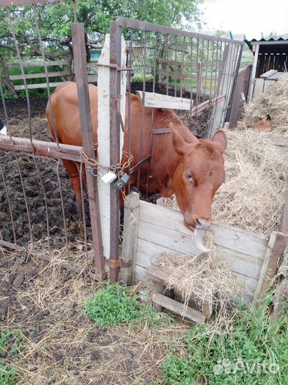 Тёлки и бык