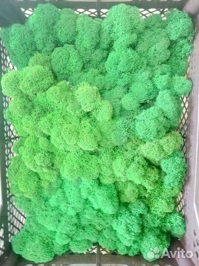 Мох ягель стабилизированный