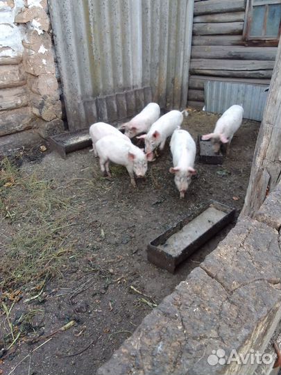 Поросята
