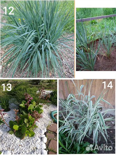 Многолетники, садовые растения часть 2