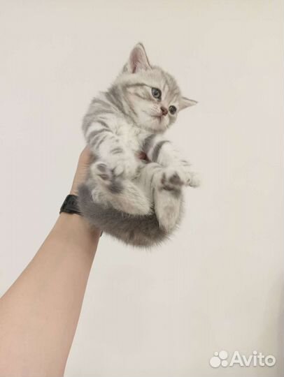 Британские котята