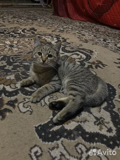 Кот