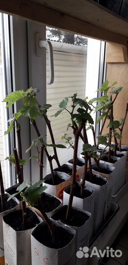 Саженцы винограда