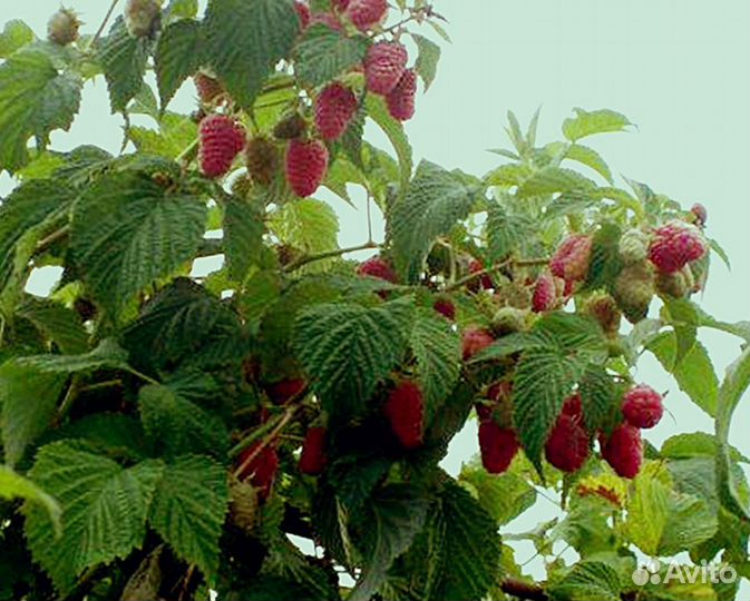 Малина красная саженцы