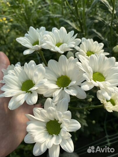 Хризантема